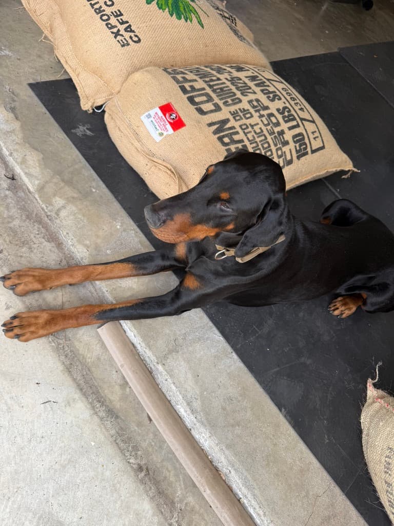 Maverick on the green bean sacks